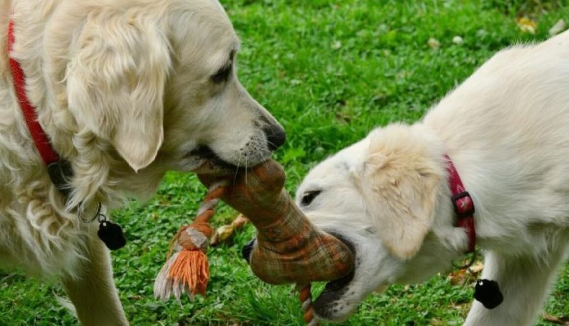 dogs-2556820_1920 (1)