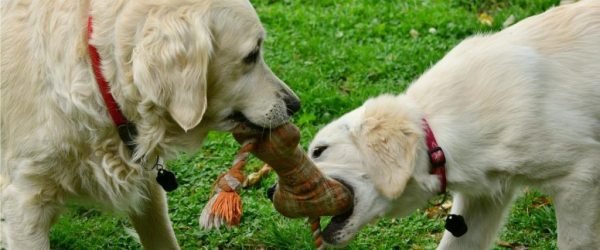 dogs-2556820_1920 (1)