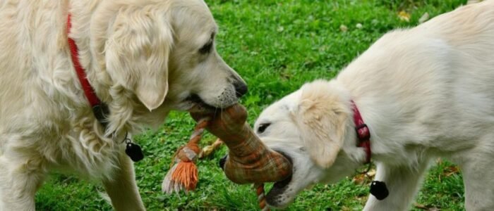 dogs-2556820_1920 (1) dogs-2556820_1920 (1)