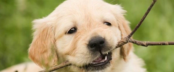 puppy-1189067_1920 (1)
