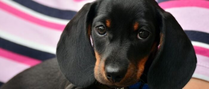 dachshund-1519374_1920 (1) dachshund-1519374_1920 (1)
