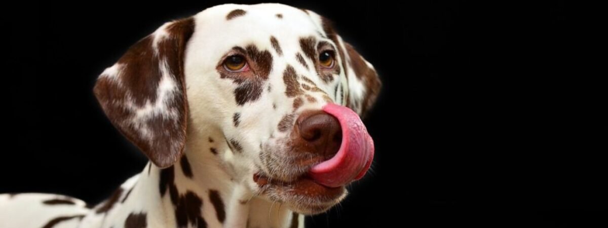dalmatian-1020790_1920 (1)