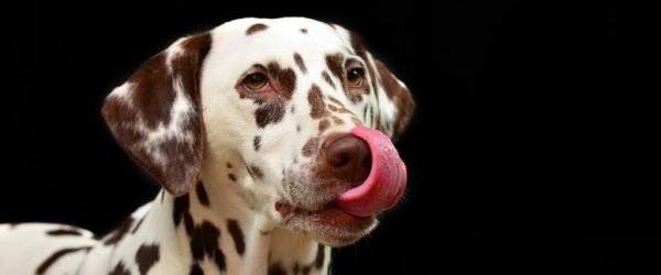 dalmatian-1020790_1920 (1)