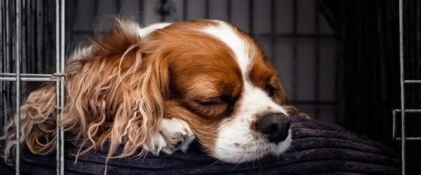 puppy-gc6e07c962_1920 (1)