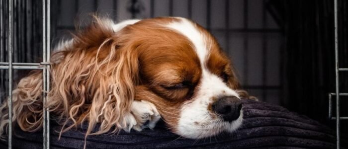 puppy-gc6e07c962_1920 (1) puppy-gc6e07c962_1920 (1)