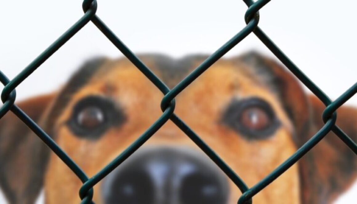 dog-g88684100c_1920 (1)