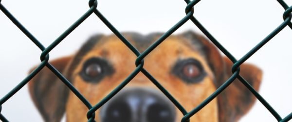 dog-g88684100c_1920 (1)