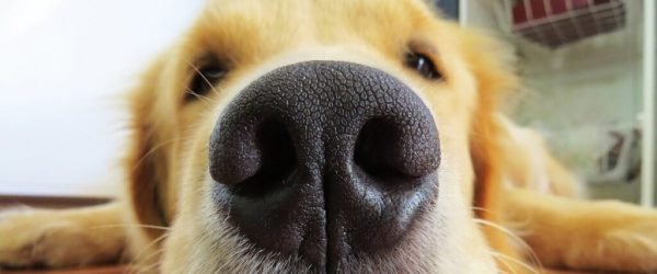 fuca-gcc8b3ffd4_1920 (1)