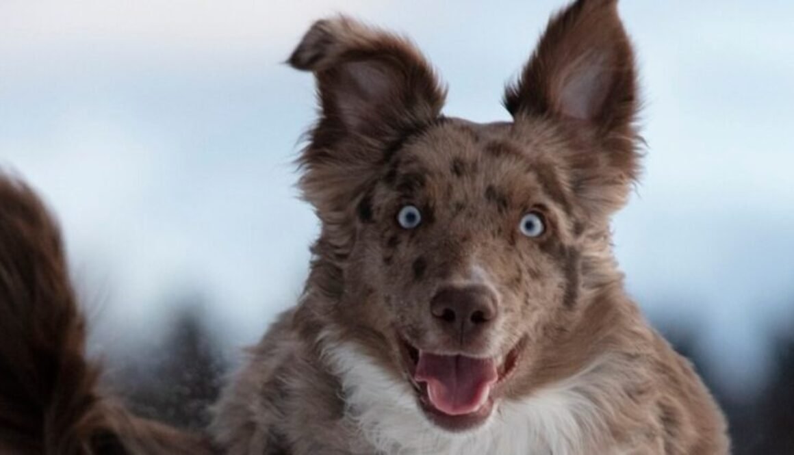 dog-5773397_1280 (1)