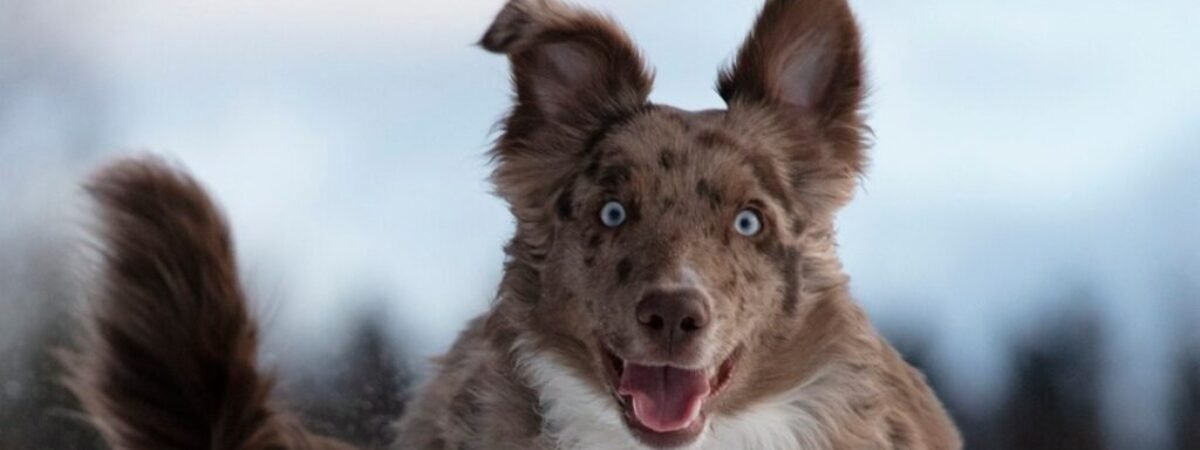 dog-5773397_1280 (1)
