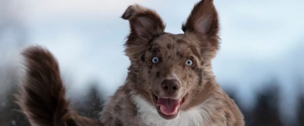 dog-5773397_1280 (1)