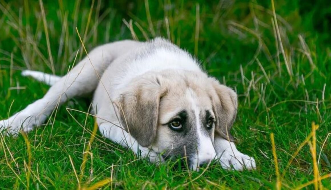 dog-gedd5c14db_1280 (2)