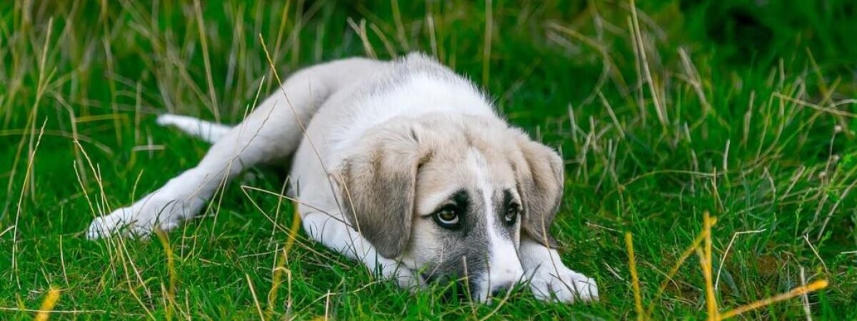 dog-gedd5c14db_1280 (2)