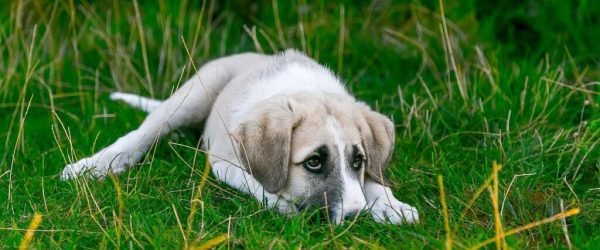 dog-gedd5c14db_1280 (2)