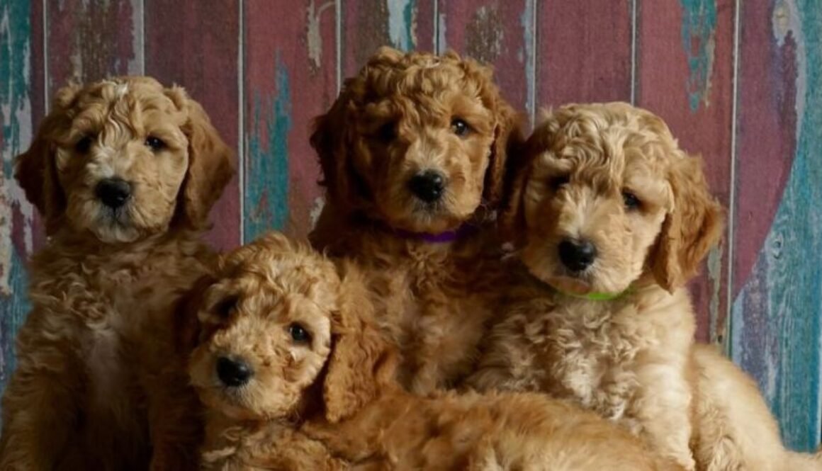 puppies-2044168_1280 (1)