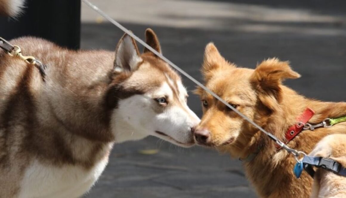 dogs-4176389_1280-2