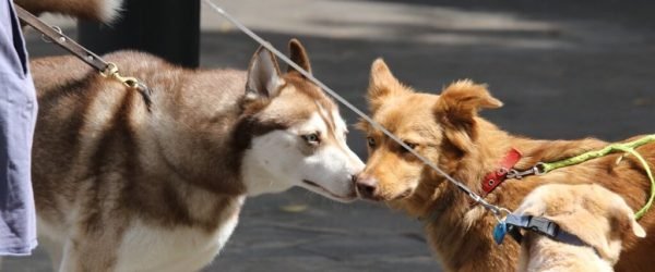 dogs-4176389_1280-2