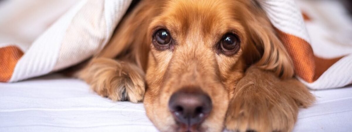 english-cocker-spaniel-5937757_1280-2