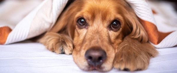 english-cocker-spaniel-5937757_1280-2