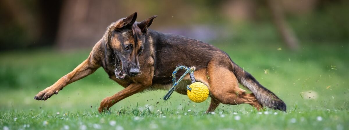 the ball