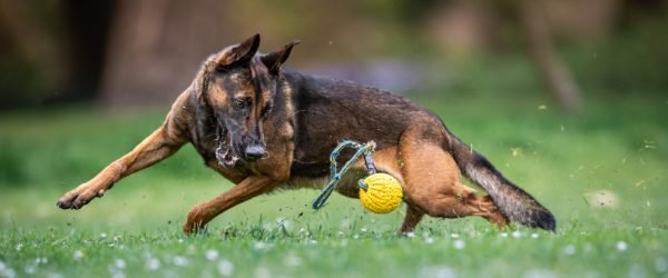 the ball