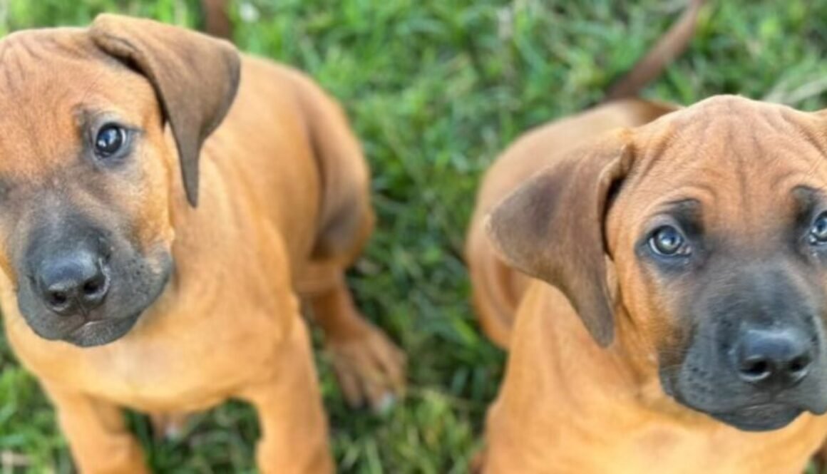 D187E6C8-75AA-4C6A-BBEE-0B420D0E4AD9-2