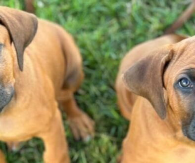 D187E6C8-75AA-4C6A-BBEE-0B420D0E4AD9-2